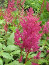 rote Astilbe Fanal leuchtende Schnheit auch im Schatten reichblhend